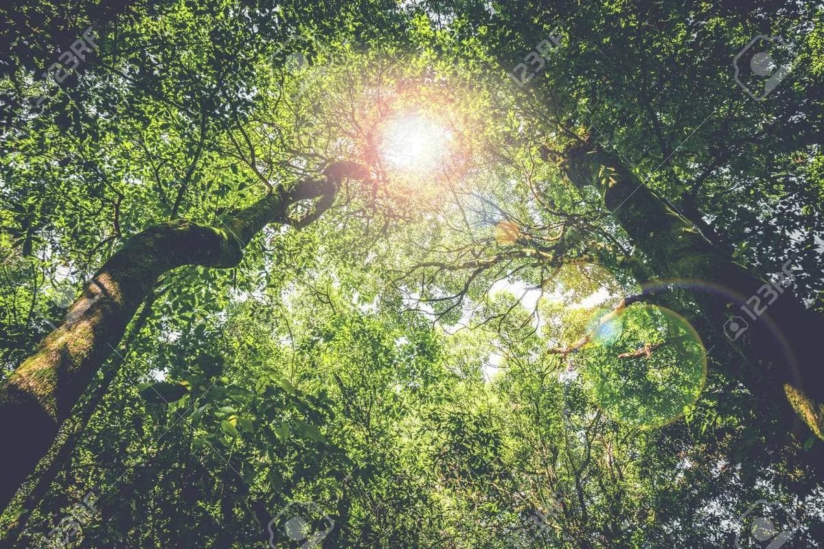 Trees with in the sun